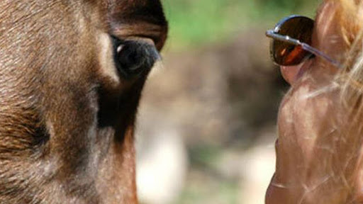 Clínica Veterinaria Mon Animal Berga en Berga