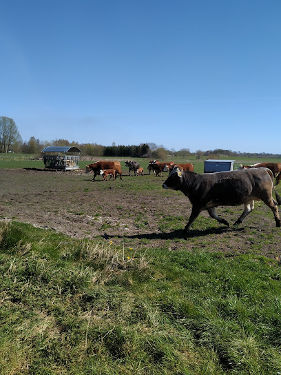 Enemærkegaards Hereford