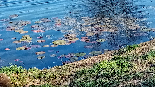 Park «River Legacy Parks», reviews and photos, 701 NE Green Oaks Blvd, Arlington, TX 76006, USA