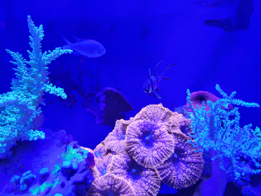 Pet Store «Aquarium Designs», reviews and photos, 15229 San Pedro Ave, San Antonio, TX 78232, USA