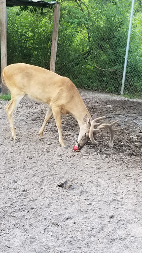 Animal Rescue Service «Nanny’s Educational Zoo And Rescue», reviews and photos, 1139 Livingston Rd, Lutz, FL 33559, USA