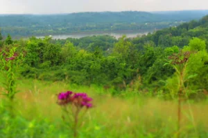 Woodland Mound image
