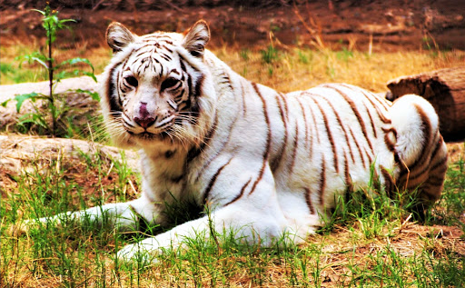 Zoo «Wildlife World Zoo, Aquarium & Safari Park», reviews and photos, 16501 W Northern Ave, Litchfield Park, AZ 85340, USA