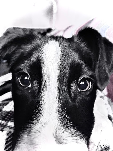 Pet Supply Store «PetSmart», reviews and photos, 1220 N Eagle Rd, Meridian, ID 83642, USA