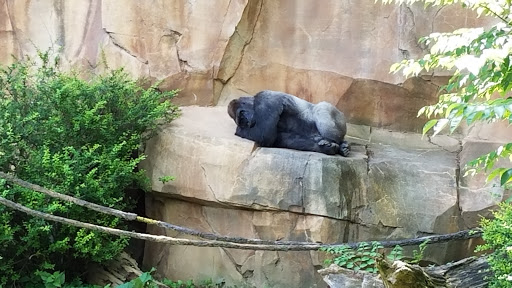 Zoo «Durhams Bear Canyon», reviews and photos, 3701 S 10th St, Omaha, NE 68107, USA