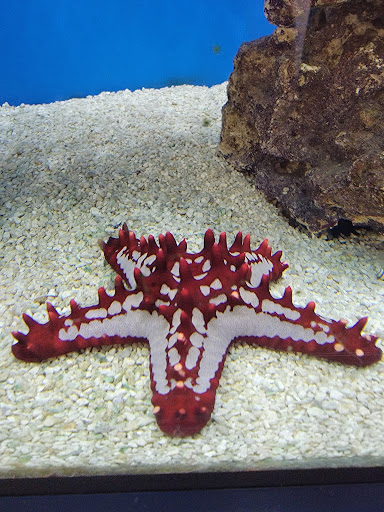 Pet Supply Store «Petco Animal Supplies», reviews and photos, 8735 Memorial Blvd, Port Arthur, TX 77640, USA