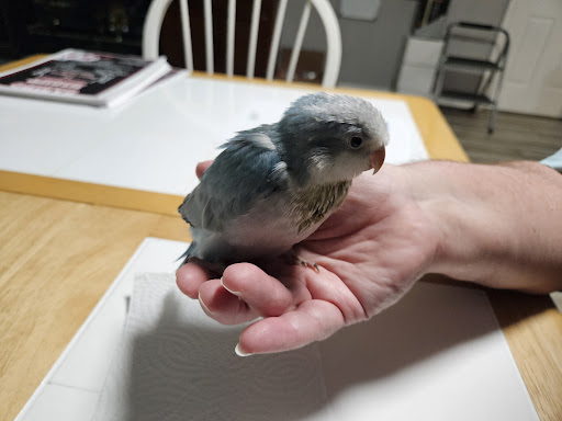 Casanova’s Quakers