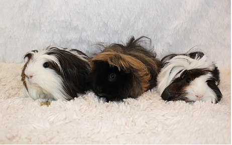 Small 4 Paws Guinea Pigs