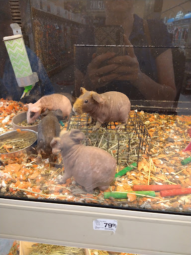 Pet Supply Store «PetSmart», reviews and photos, 5401 N Garland Ave, Garland, TX 75040, USA