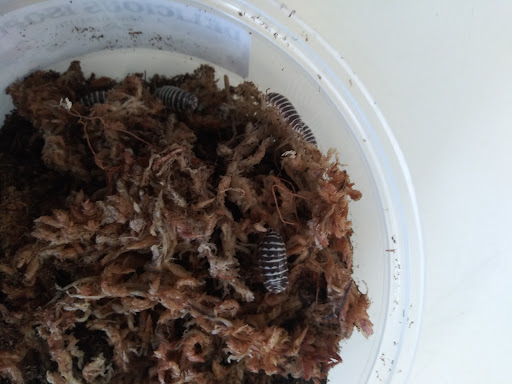 Pet Store «Pet Shoppe», reviews and photos, 2144 Springs Rd, Vallejo, CA 94591, USA