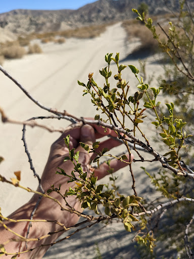 Tourist Attraction «Desert Adventures», reviews and photos, 74794 Lennon Pl, Palm Desert, CA 92260, USA