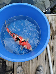 Photo n°20 de Koi addict à Rimling ()