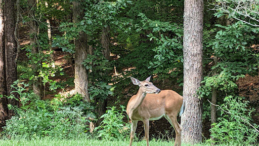 National Park «Chattahoochee River National Recreation Area, Island Ford Unit», reviews and photos, 1978 Island Ford Pkwy, Sandy Springs, GA 30350, USA