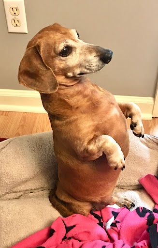 Brenda's Grooming Shop