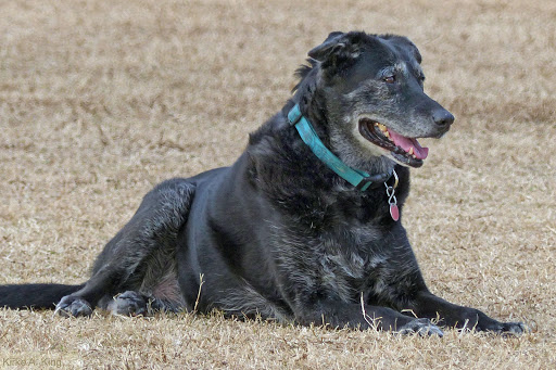 Park «Grover Basin Dog Park», reviews and photos, 17445 N 20th St, Phoenix, AZ 85022, USA