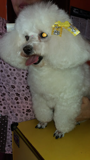 Pet Puppy Guarulhos em Guarulhos - SP