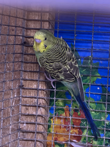 Pet Store «Critter Pet Shop», reviews and photos, 19309 Ecorse Rd, Allen Park, MI 48101, USA