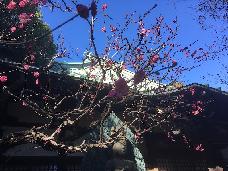 西福寺の早咲き梅