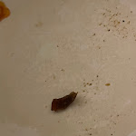 Photo n°2 de l'avis de Xenia.i fait le 13/11/2023 à 20:08 sur le  Heppy Green - eat fresh à Frankfurt