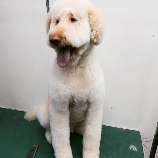 Pet Groomer «The Pet Set - Buckhead», reviews and photos, 2480 Briarcliff Rd NE #3, Atlanta, GA 30329, USA