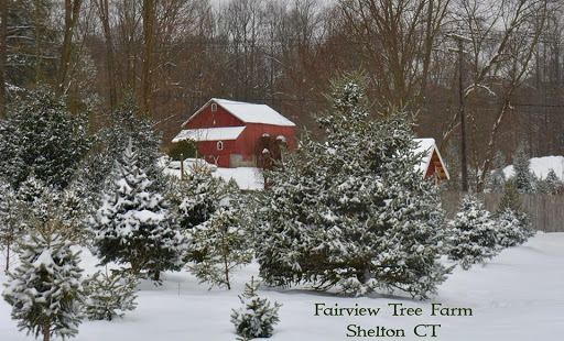 Christmas tree farm Waterbury