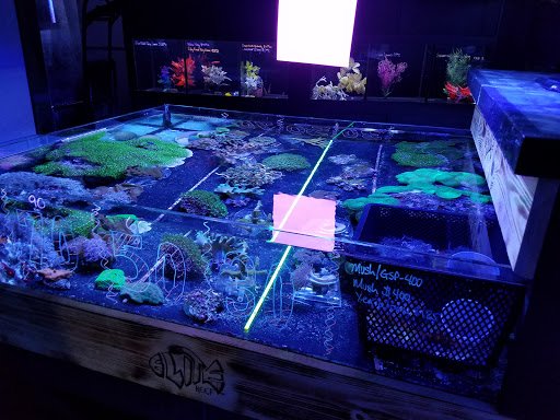 Tropical Fish Store «Elite Reef», reviews and photos, 8410 Wadsworth Blvd F, Arvada, CO 80003, USA