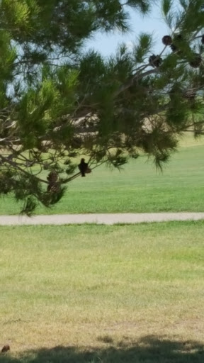 Public Golf Course «Silverbell Golf Course», reviews and photos, 3600 N Silverbell Rd, Tucson, AZ 85745, USA