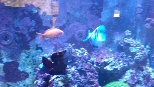 Fish Store «The Reef Room LLC», reviews and photos, 1a Lyliston Ln, Newport News, VA 23601, USA