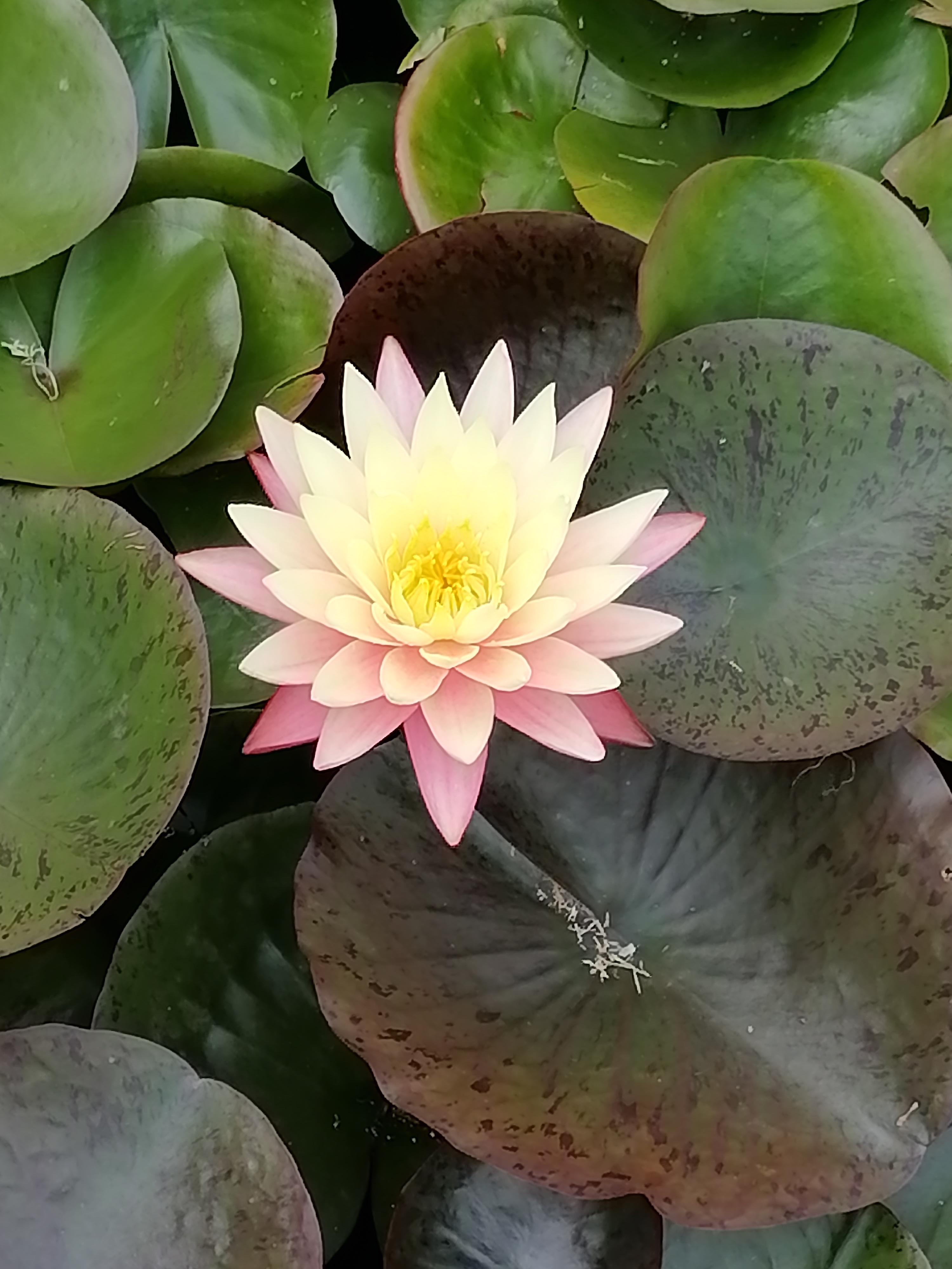 Photo n° 6 de l'avis de Isabelle.o fait le 15/07/2021 à 16:36