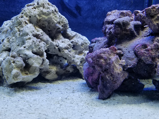 Pet Supply Store «Ocean Rift Aquatics», reviews and photos, 1178 S Main St, North Canton, OH 44720, USA