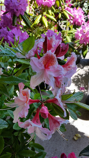 Event Venue «Florence Events Center», reviews and photos, 715 Quince St, Florence, OR 97439, USA