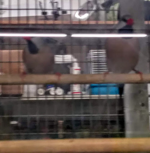 Pet Supply Store «Blackwinds Pet Supplies», reviews and photos, 2494 Military Rd, Niagara Falls, NY 14304, USA