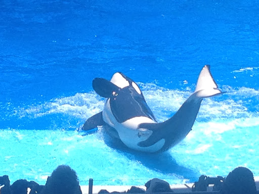 Water Park «Discovery Cove», reviews and photos, 6000 Discovery Cove Way, Orlando, FL 32821, USA