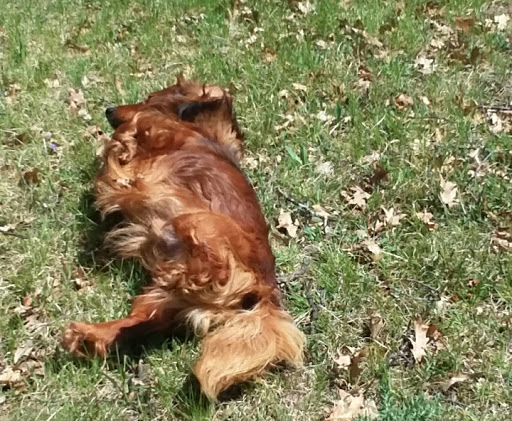 Animal Protection Organization «Missaukee Humane Society», reviews and photos