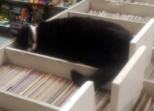 Comic Book Store «Golden Memories Comics & Toys», reviews and photos, 235 Middle Country Rd, Selden, NY 11784, USA