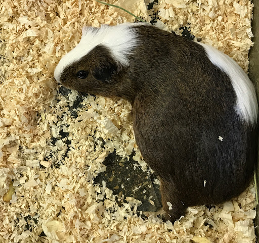 Animal Feed Store «Whittier Feed Store», reviews and photos, 12618 Penn St, Whittier, CA 90602, USA