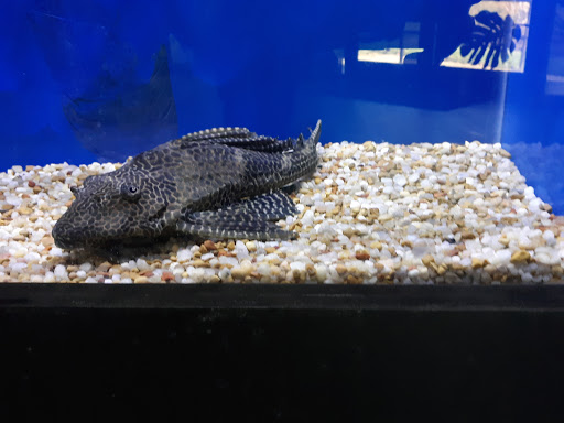 Aquarium «Aquatica», reviews and photos, 800 Clanton Rd H, Charlotte, NC 28117, USA