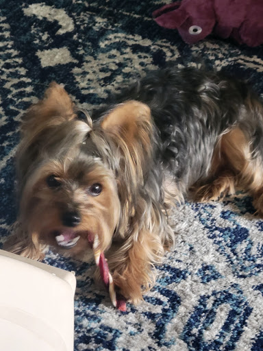 Pet Supply Store «Petco Animal Supplies», reviews and photos, 28400 Dequindre Rd, Warren, MI 48092, USA