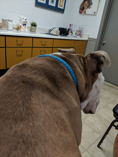 Dr. Kraemer Vet4Bulldog image