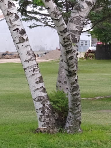 Public Golf Course «Shamrock Golf Course», reviews and photos, 19625 Larkin Rd, Corcoran, MN 55340, USA