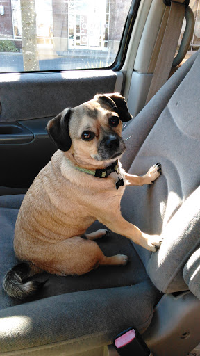 Pet Supply Store «PetSmart», reviews and photos, 2122 N 2nd St, Millville, NJ 08332, USA