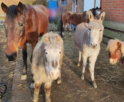 Ferme pédagogique Hond'beesten à Hondeghem