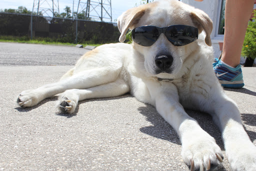 Used Car Dealer «Das Autohaus LLC Quality Used Cars», reviews and photos, 2850 Roosevelt Blvd, Clearwater, FL 33760, USA