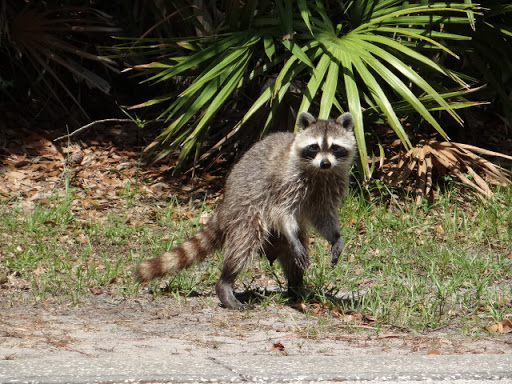 Park «Boca Ciega Millennium Park», reviews and photos, 12410 74th Ave N, Seminole, FL 33772, USA