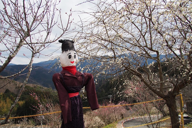 月ヶ瀬梅林 静岡県伊豆市 樹木園 公園 グルコミ