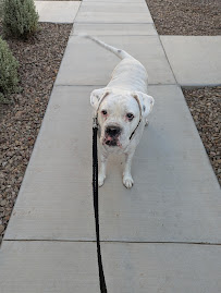 Coco Pet Services - Photo 3 - Car repair in , San Tan Valley