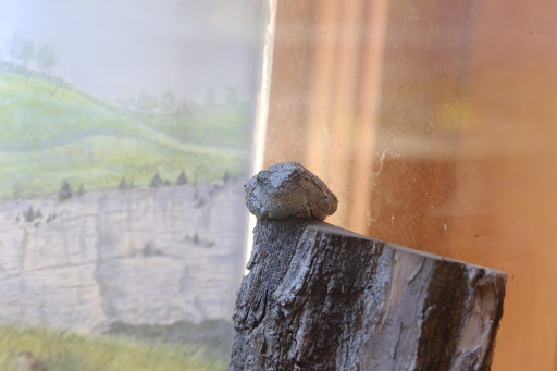 Learning Center «Trailside Museum of Natural History», reviews and photos, 738 Thatcher Ave, River Forest, IL 60305, USA