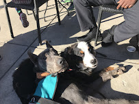 Dog Academy of NC, LLC - Photo 9 - Car repair in Durham, NC, Durham