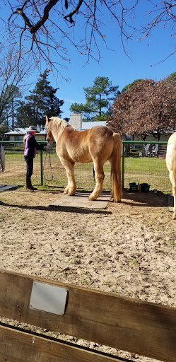 New Hope Equine Assisted Therapy