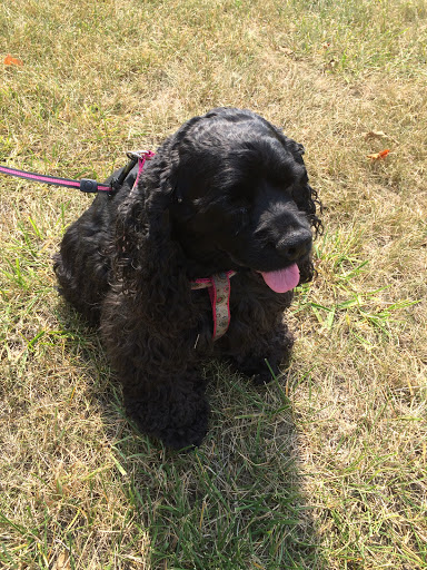 Dodge Dealer «Zimmer Chrysler Dodge Jeep Ram», reviews and photos, 1086 Burlington Pike, Florence, KY 41042, USA